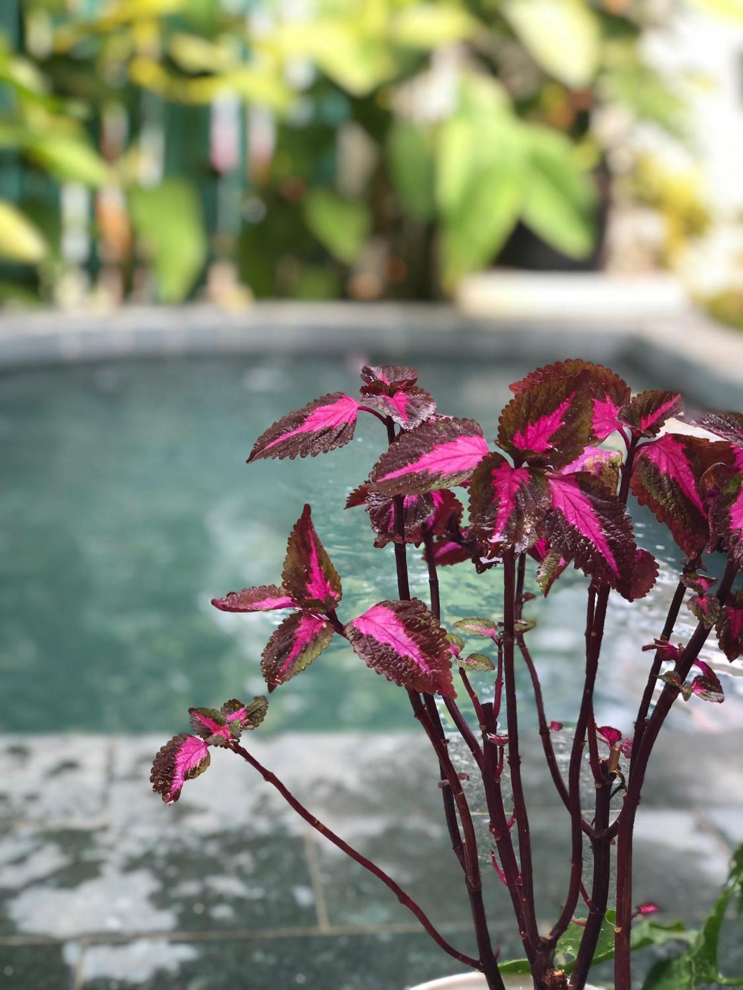 Hoi An Coastal Charm Villa - Jaccuzi Pool - Netflix Tan Thanh エクステリア 写真